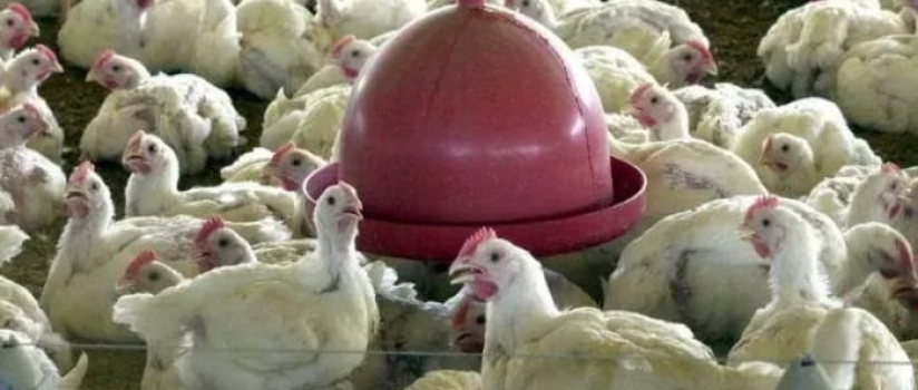 Brasil retoma exportações de carne de frango à Malásia, diz Ministério