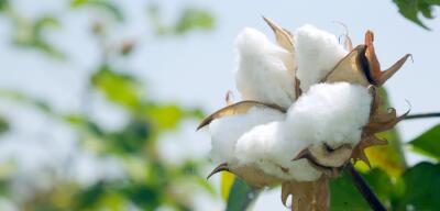 Cotonicultura é destaque entre maiores plantações brasileiras - Canal Agro+
